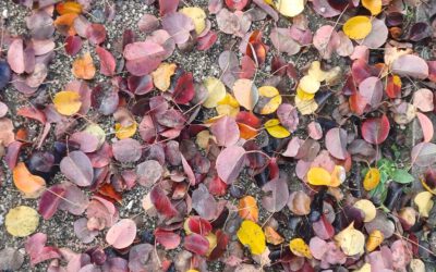 Ein Leib und viele Glieder